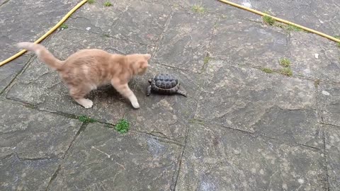 Cat Trying To Ignore Crazy Tortoise
