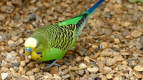 The budgerigar