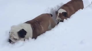 Snow fun for dogs