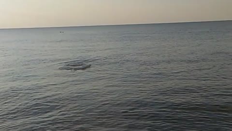 Dolphins feeding close to shore