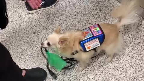 Service dog