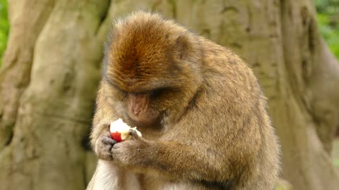 A Monkey Is Eating An Apple