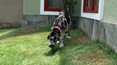 Just a cute Great Dane puppy