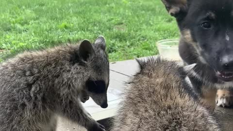 Puppy shares dinner with wild raccoons