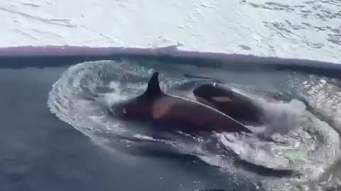 Orca baby