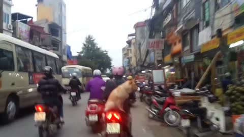 The dog out for a ride on a Motobycle in the sidecar. It does not Equipped with "Doggles"
