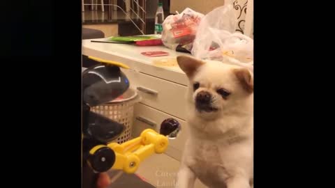 Fighting dog with cat enjoy funny video dogs in a beautiful room