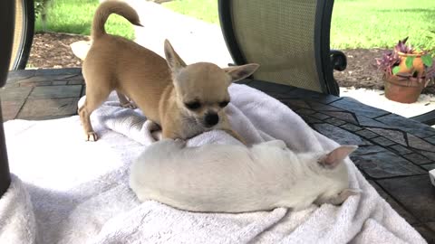 Tiny chihuahua fight. RUN UP, AND GET DONE UP!