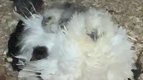 Silkie Mamma Hen Dazzle Hen Keeping 11 Chicks Warm