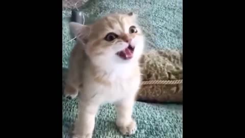 Funny cat, this is too cute