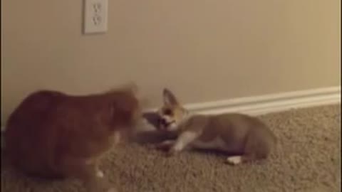 Cat ignores playful Corgi puppy