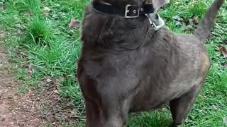 Labrador can't catch a cookie