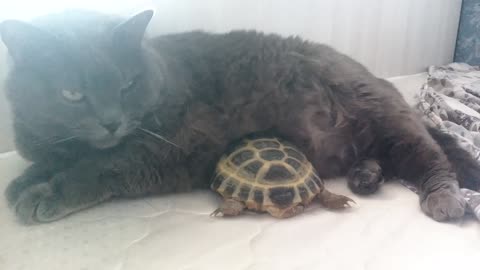 Turtle and cat incredible cuddle and nap together