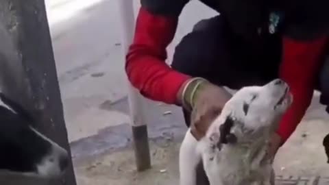 An injured puppy was rescued and treated