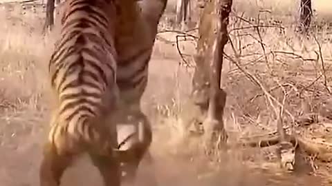 Tigers fighting 🐯🐯🐯🐯🐯😱😱😱😱😱😱