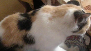 Puma cat is a masseuse.