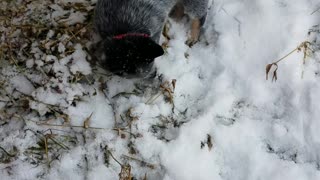 Luna Meets snow for first time