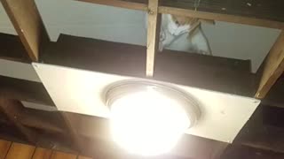 Garfield climbs upto the ceiling in pursuit of a moth.