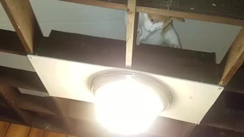 Garfield climbs upto the ceiling in pursuit of a moth.