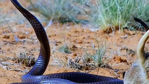 Satisfying Big python ASMR That Makes You Calm Original Satisfying Videos PART - 99