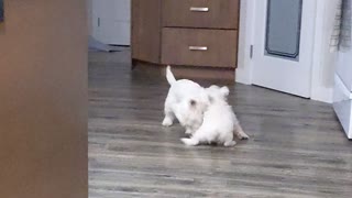 Relentless Westie Puppy