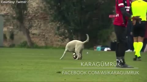 The dog ran out onto the field, funny moment