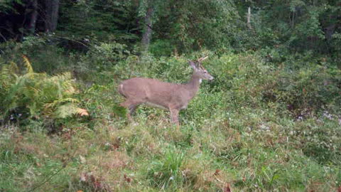 PA baby 4 point buck getting spooked and checking the wind