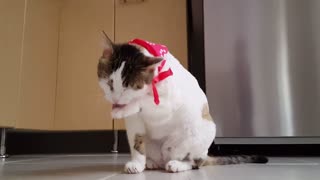 funny video with a cat !!!