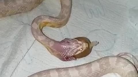 How to eat gaint snake 🐍 food