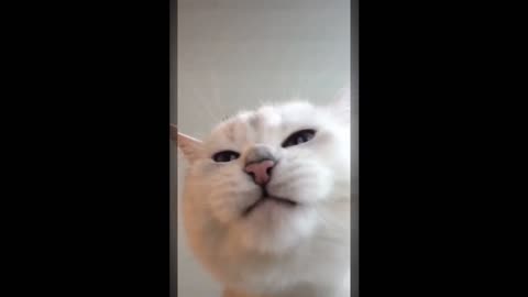 cute and funny cat video to keep your smile 😀||