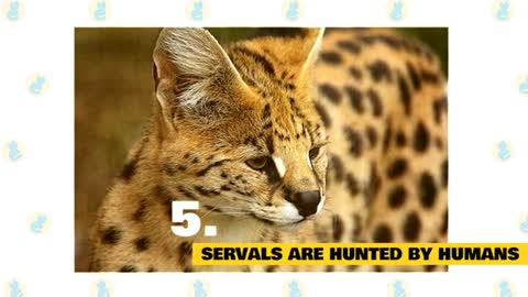 Serval Cats 101 : Fun Facts & Myths