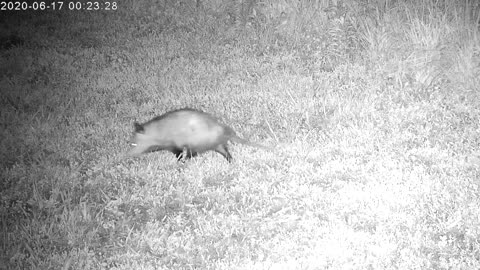 Opossum Visits The Yard