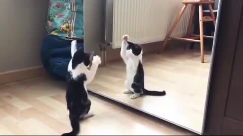 Cat Kung fu master