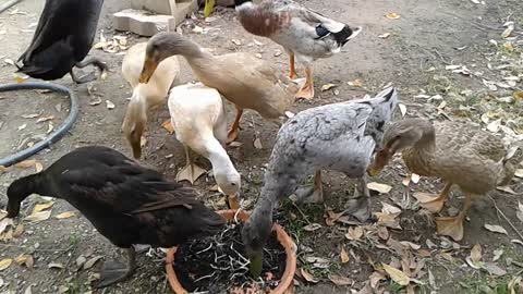 Devouring Sunflower Sprouts