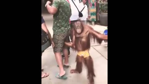 Monkey doing fun with man 🤣