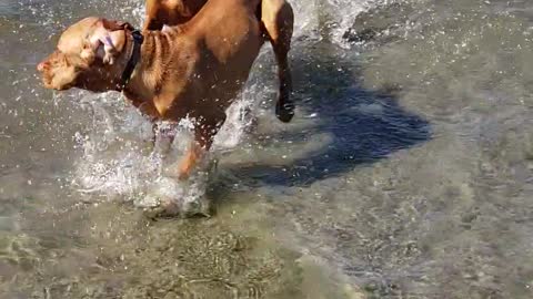 Jasper & Winston Beach Adventure