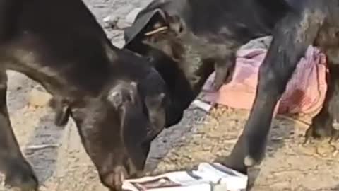 Two baby goat playing.