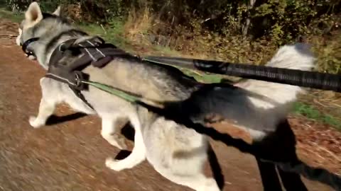 The Reaction Of A Siberian Husky To An Electric Training Collar