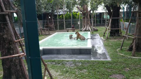 Tigers wrestling in a pool