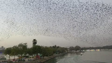 Massive flock of birds performing acrobatics show over World’s first UNESCO heritage City - Ahmedabad, India