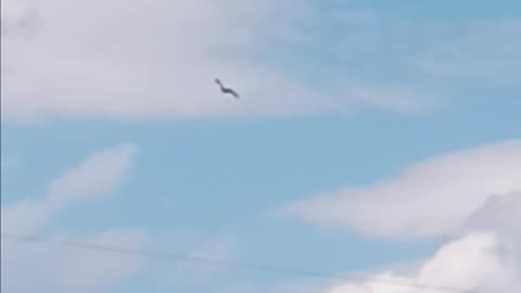 Osprey flushing bay