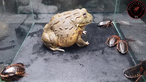 african frog vs desert cockroach