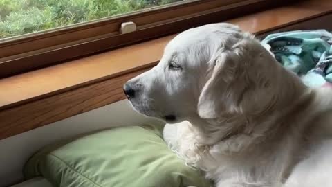 Squirrel harassing dogs