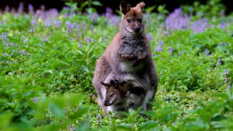 Kangaroo cute