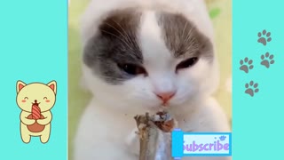 cat eating fish