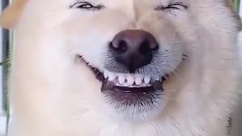 pretty funy dog video