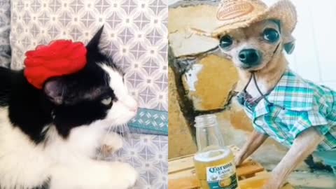 Fanny dog and cat