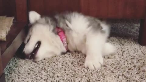 Ellie Sky the husky puppy knows what she's doing!