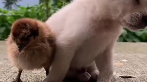 puppy falling asleep while standing next to chicken