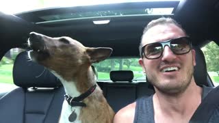 Dog howling in car